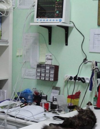 Farmacie Veterinară Dinda Pet