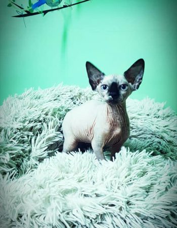 Farmacie Veterinară Dinda Pet