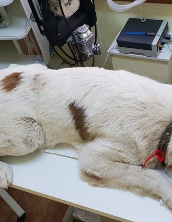 Farmacie Veterinară Dinda Pet