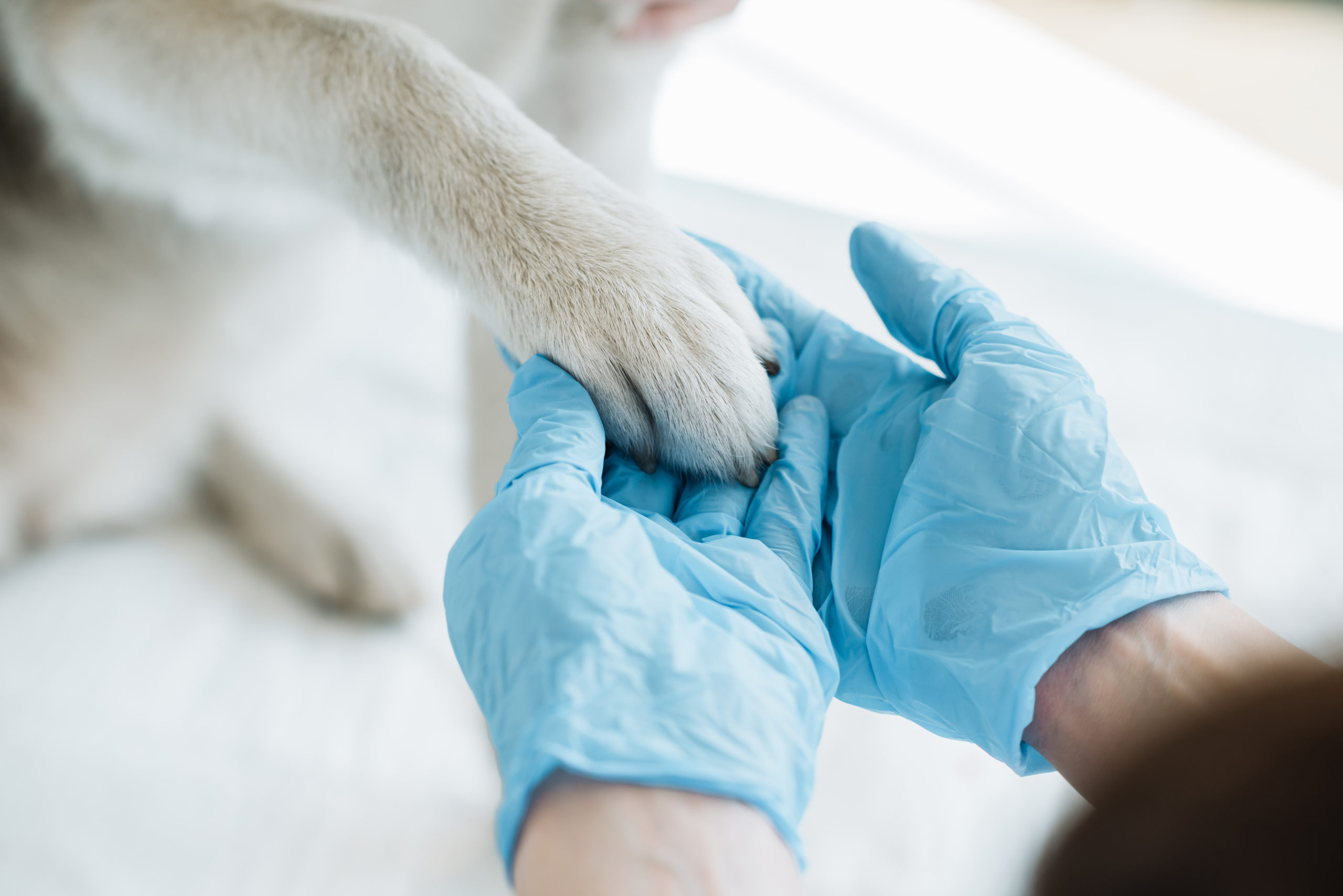Sfaturi practice despre îngrijirea animalelor de companie în perioada pandemiei. 