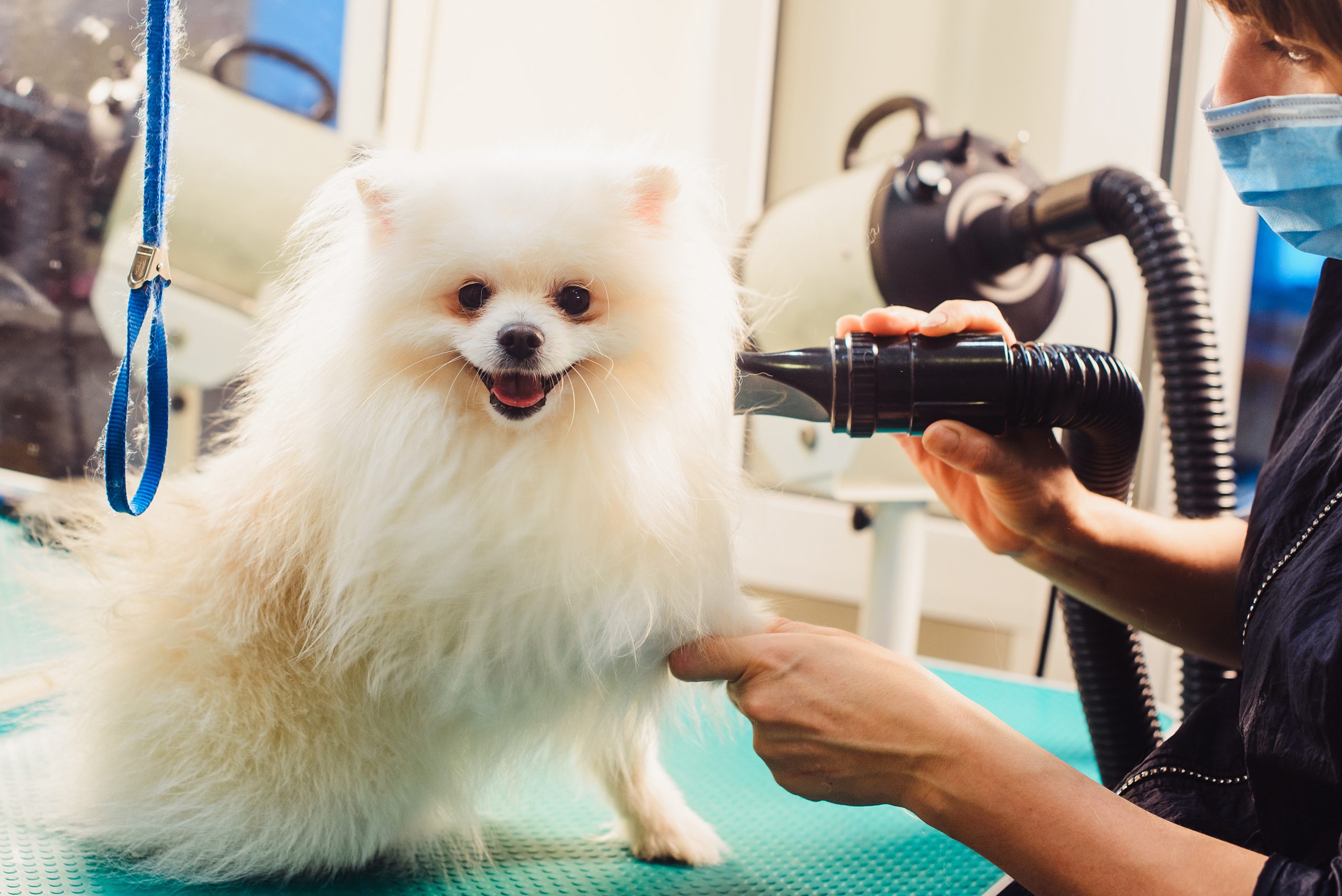Dacă are părul lung sau o blană deasă, este indicat să îl tundeți scurt în lunile călduroase, dar aveți grijă să îi rămână suficientă blană care să îi protejeze pielea de soare.