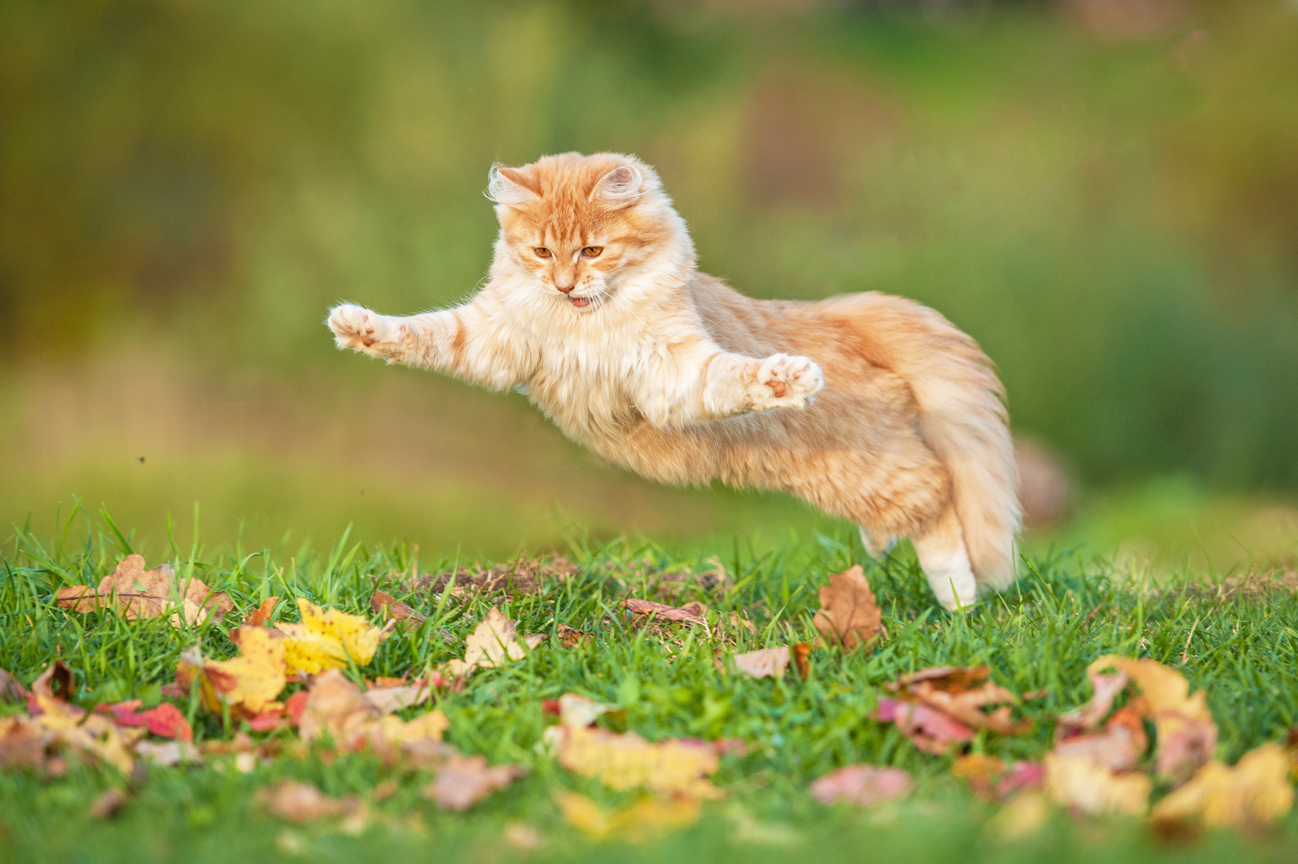 Joacă în siguranță în aer liber pentru pisica ta