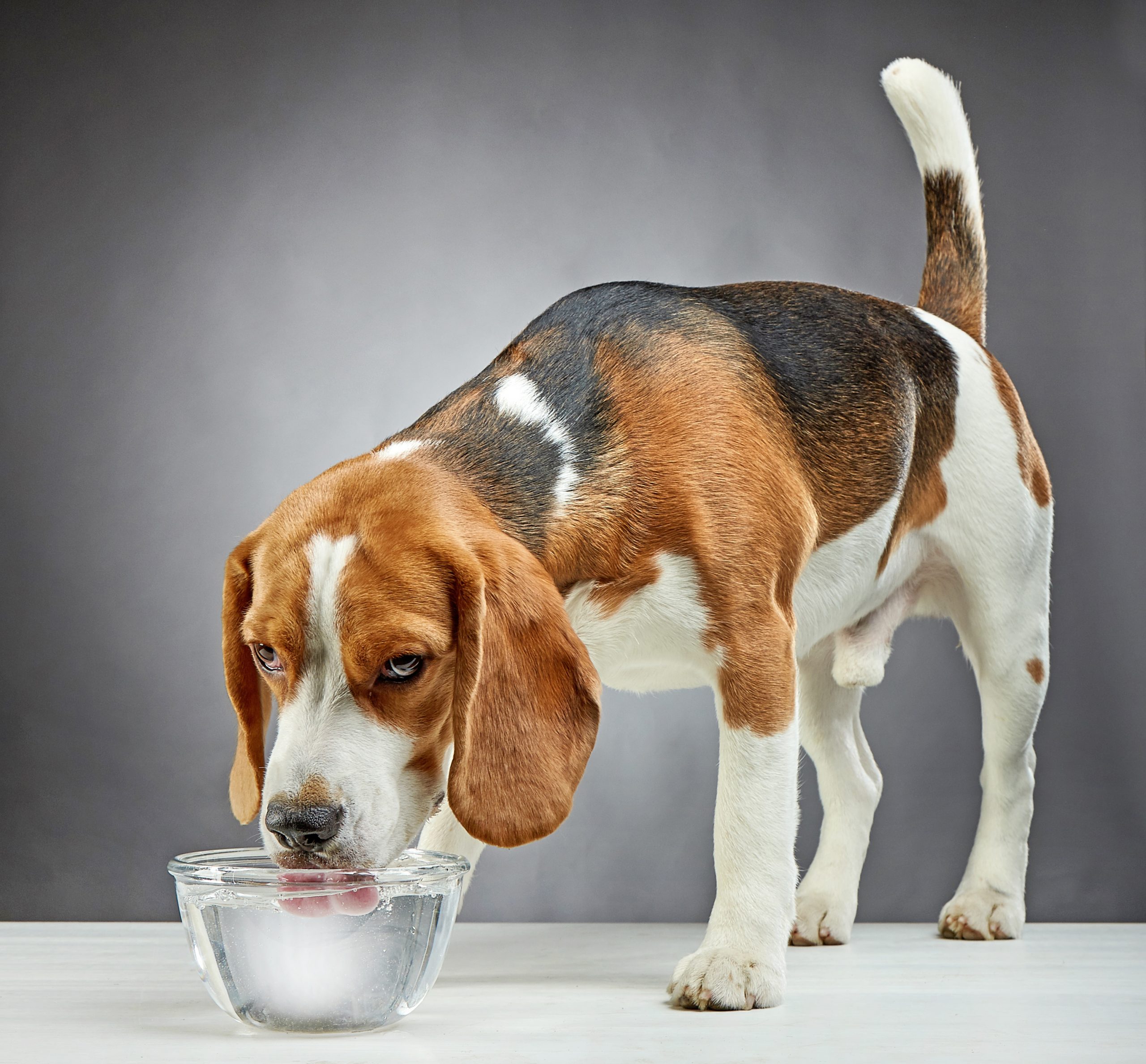 A bea apă pare un gest banal și de aceea probabil nici nu conștientizăm ce efect poate avea lipsa unei hidratări corecte asupra câinilor noștri. 
