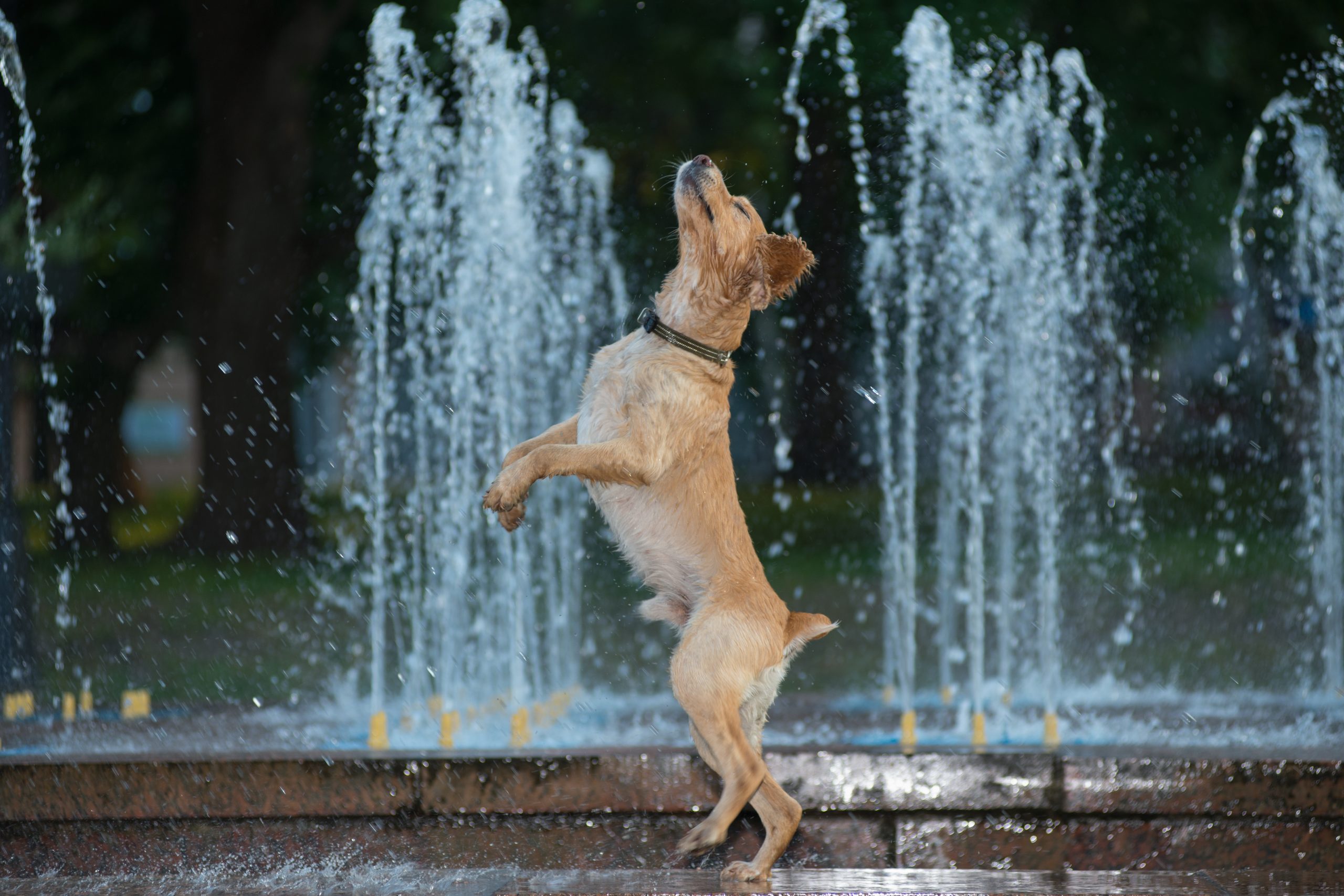 Odată cu încălzirea vremii, o grijă mare trebuie avută pentru patrupedul blănos, care poate fi grav afectat de temperaturile ridicate. 