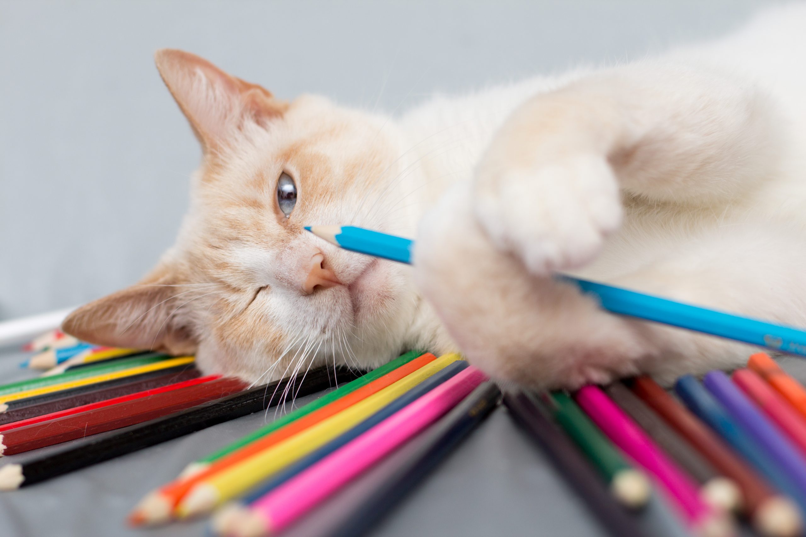 Sfaturi de toamnă pentru stăpânii de câini