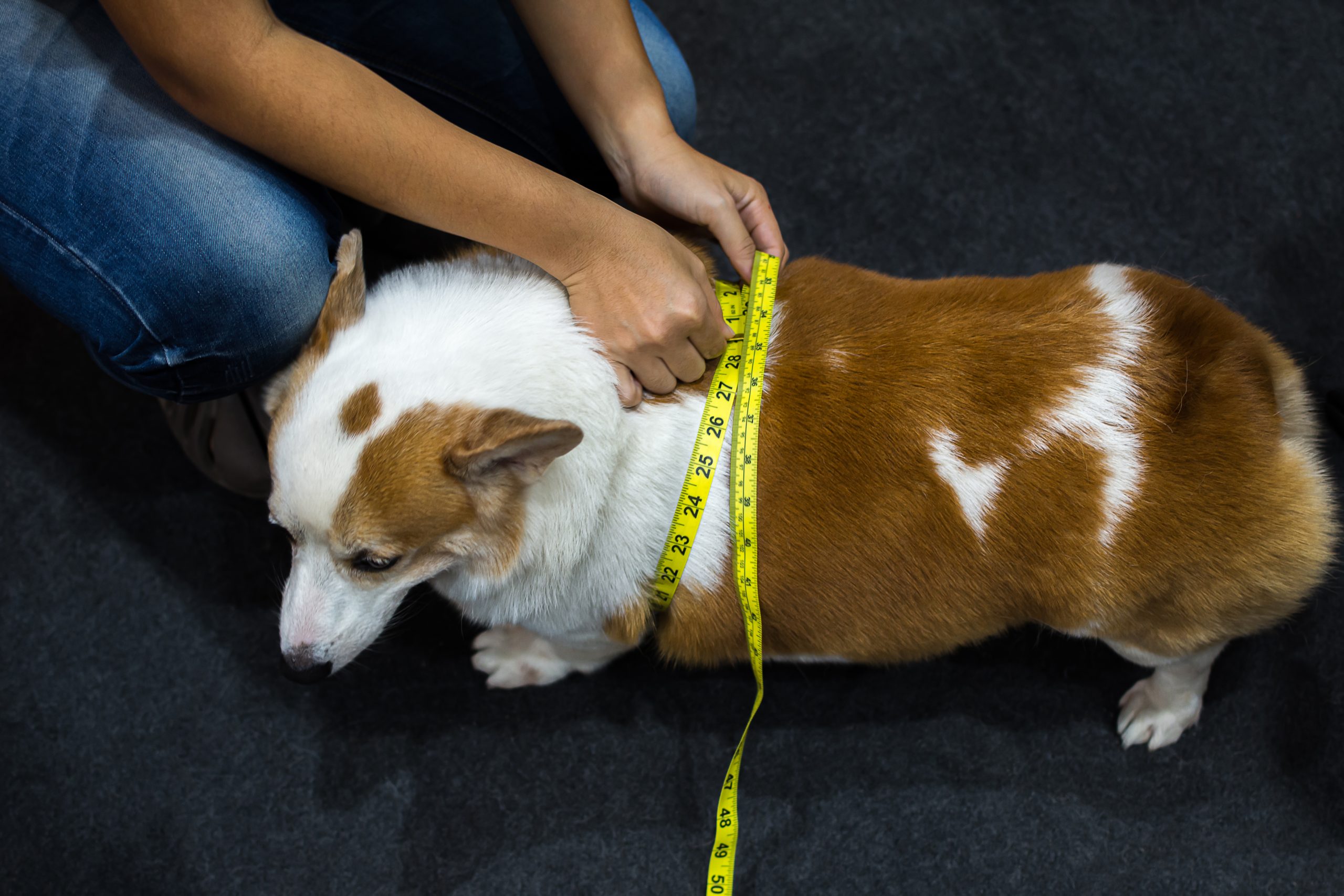 De ce este periculoasă obezitatea canină?